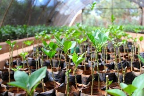 Как определить, что саженцы нуждаются в дополнительном уходе. Подкормка: как удобрять саженцы?