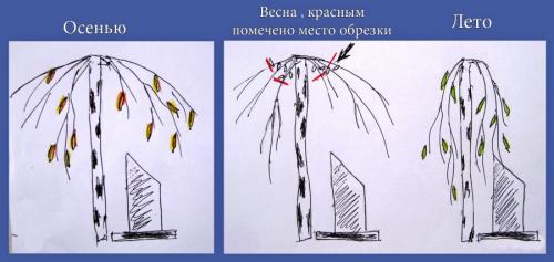 Первое весеннее обновление: как и когда обрезать ветки березы 04