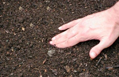 Как подготовить почву перед посадкой саженцев. Подготовка почвы в открытом грунте