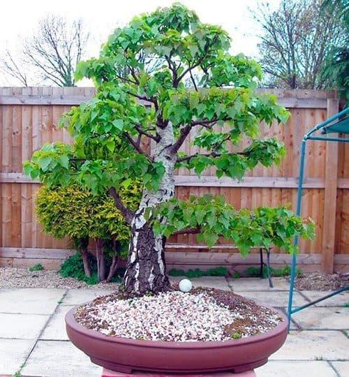 В какое время года можно обрезать ветки у березы. Для чего нужна обрезка березы