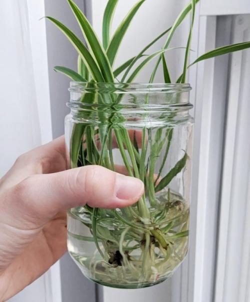 Как выбрать подходящий черенок для укоренения в воде. Срезка черенков