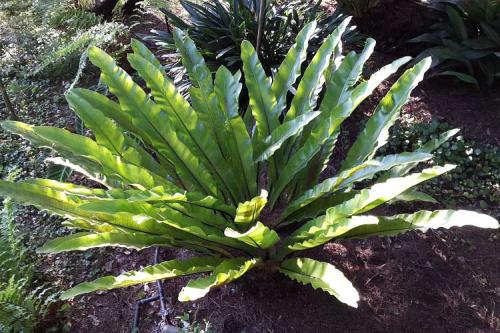 Костенец перистонадрезанный: идеальное травянистое растение для открытого грунта 07