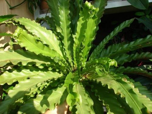 Как защитить Костенец перистонадрезанный от вредителей и болезней. Асплениум или Костенец