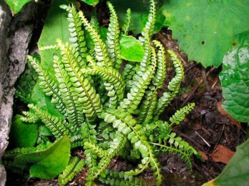 Как часто нужно поливать Костенец перистонадрезанный. Описание садовых видов