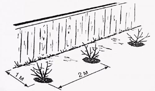 Жимолость посадка и уход в открытом грунте. Подготовка к посадке