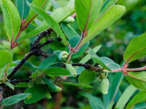 Все о посадке и уходе за жимолостью в открытом грунте. Посадка жимолости в открытом грунте и уход за ней 04