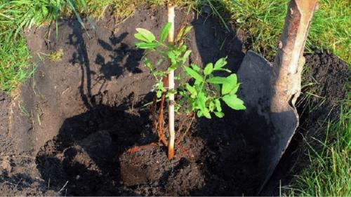Все о посадке и уходе за жимолостью в открытом грунте. Посадка жимолости в открытом грунте и уход за ней