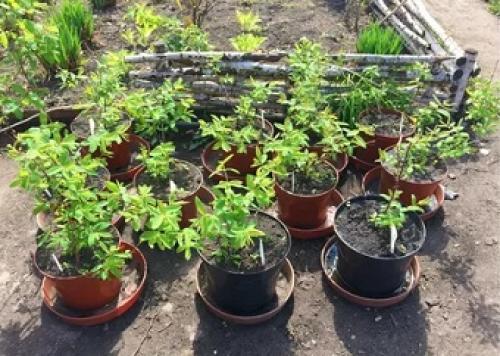 Нужно ли заглублять жимолость при посадке. Жимолость: посадка и уход в открытом грунте