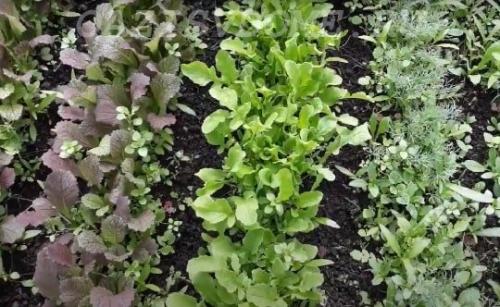 Какие пряные травы можно сеять под зиму. Какую зелень сажают под зиму