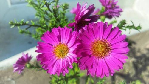 Что можно посадить в октябре. Идеальный месяц: что посадить на даче в октябре