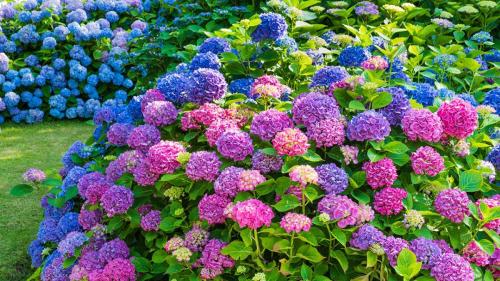 Что посадить в сентябре цветы. Невероятная красота в вашем саду: 3 цветка, которые однозначно стоит посадить в сентябре