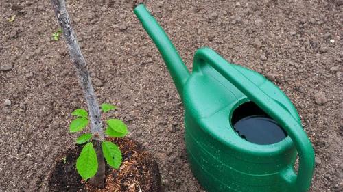 Что можно посадить в октябре. Идеальный месяц: что посадить на даче в октябре