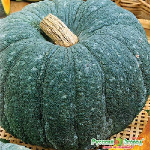 Отслеживание срока созревания тыквы в Московской области 05