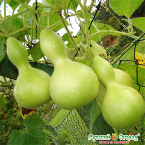 Отслеживание срока созревания тыквы в Московской области 08