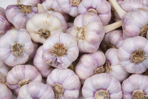 Каковы общие условия для созревания тыквы в Московской области. Признаки полного созревания тыквы