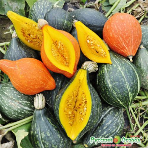 Отслеживание срока созревания тыквы в Московской области 04