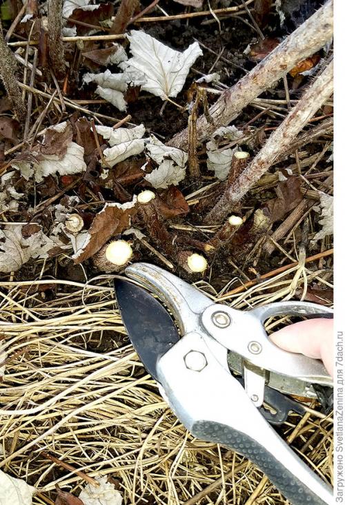 Как хранить ягоды ремонтантной малины в Подмосковье. Подготовка ремонтантной малины к зиме