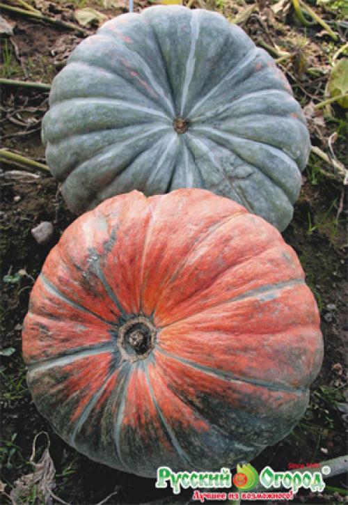 Отслеживание срока созревания тыквы в Московской области 07