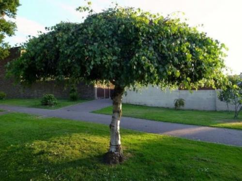 Можно ли обрезать березу осенью, если она вырастает слишком высоко. Можно ли обрезать макушку у березы —, что делать с высоким деревом