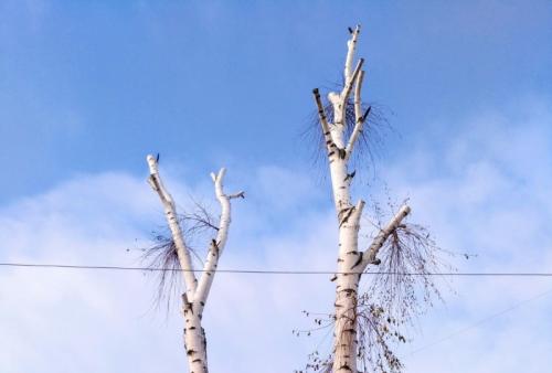 Можно ли обрезать березу осенью, если она вырастает слишком высоко. Можно ли обрезать макушку у березы —, что делать с высоким деревом