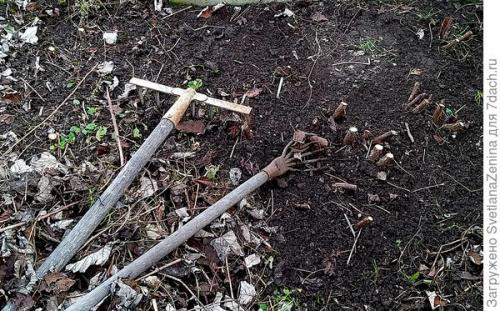 Как хранить ягоды ремонтантной малины в Подмосковье. Подготовка ремонтантной малины к зиме