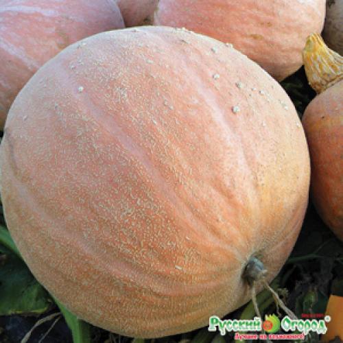 Отслеживание срока созревания тыквы в Московской области 06