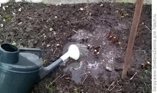 Как хранить ягоды ремонтантной малины в Подмосковье. Подготовка ремонтантной малины к зиме