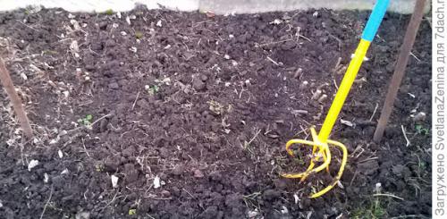 Как хранить ягоды ремонтантной малины в Подмосковье. Подготовка ремонтантной малины к зиме