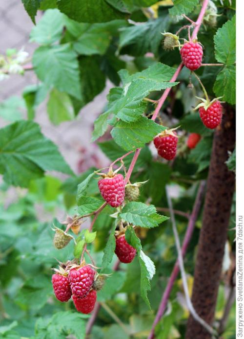 Как хранить ягоды ремонтантной малины в Подмосковье. Подготовка ремонтантной малины к зиме