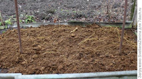 Как хранить ягоды ремонтантной малины в Подмосковье. Подготовка ремонтантной малины к зиме