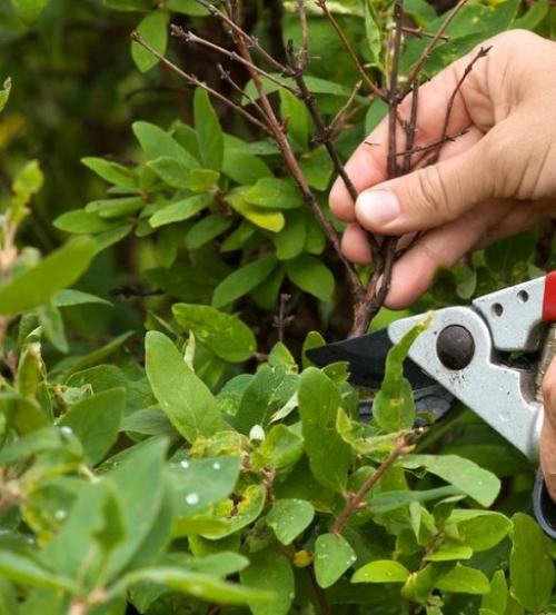 Подкормка жимолости после плодоношения. Как ухаживать и чем подкормить жимолость летом после сбора урожая
