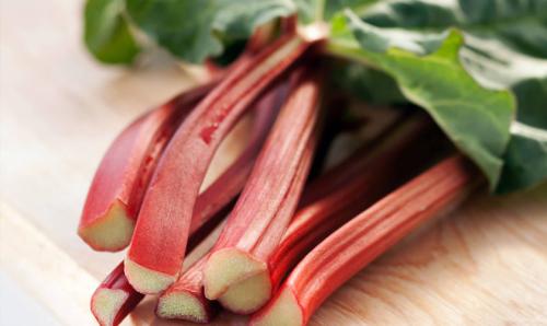 Растение ревень: оптимальные условия для выращивания 02