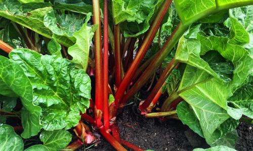 Растение ревень: оптимальные условия для выращивания 01