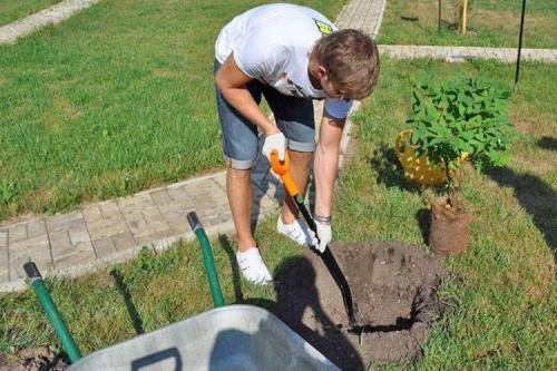Как посадить жимолость весной. Особенности посадки саженцев жимолости весной
