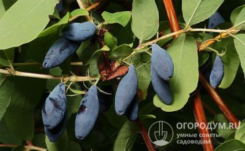 Как посадить жимолость из коробки. Посадка жимолости весной и осенью