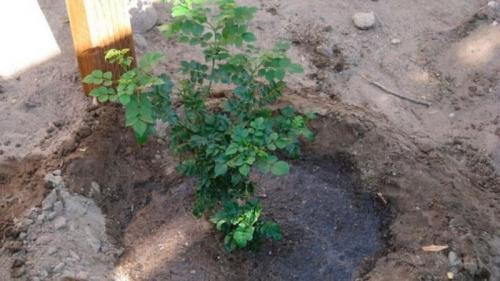 Посадка жимолости с закрытой корневой системой. Посадка и уход за жимолостью в открытом грунте весной