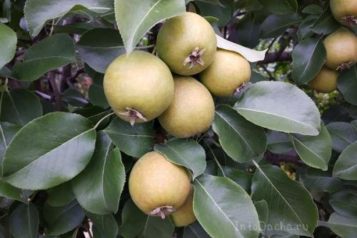 С чем сажать жимолость. Соседи жимолости на участке, рядом с чем сажать