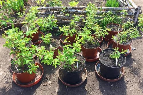 Как правильно посадить жимолость съедобную осенью. Как и когда можно посадить жимолость осенью