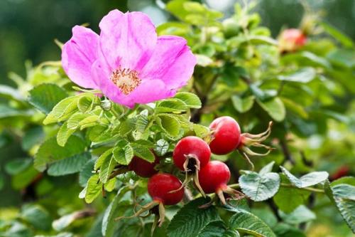 С чем сажать жимолость. Соседи жимолости на участке, рядом с чем сажать