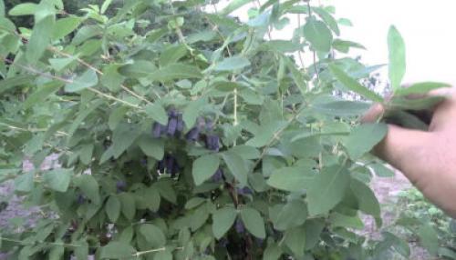 С чем сажать жимолость. С чем рядом можно сажать жимолость: хорошие и плохие соседи на садовом участке