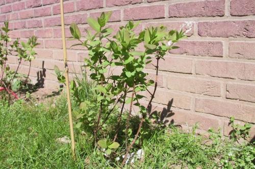 Как посадить жимолость весной. Особенности посадки саженцев жимолости весной