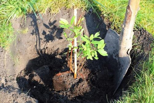 Как правильно посадить жимолость съедобную осенью. Как и когда можно посадить жимолость осенью