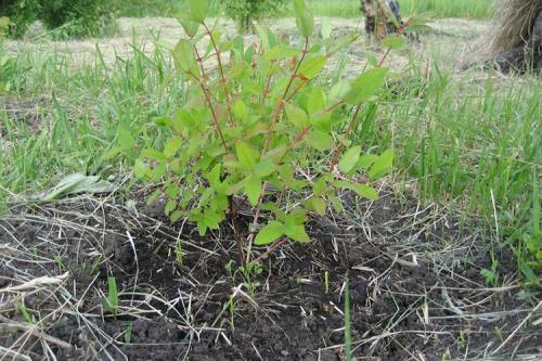 Как правильно посадить жимолость съедобную осенью. Как и когда можно посадить жимолость осенью