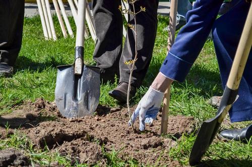 Как правильно посадить жимолость съедобную осенью. Как и когда можно посадить жимолость осенью