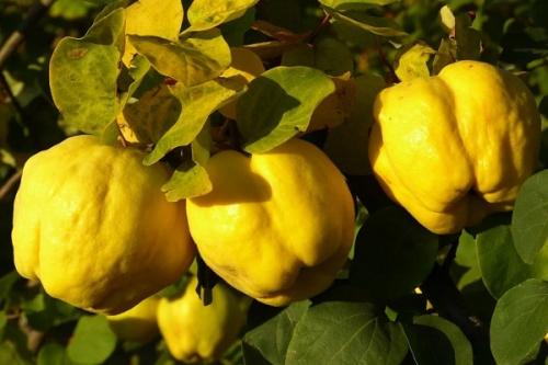 С чем сажать жимолость. Соседи жимолости на участке, рядом с чем сажать