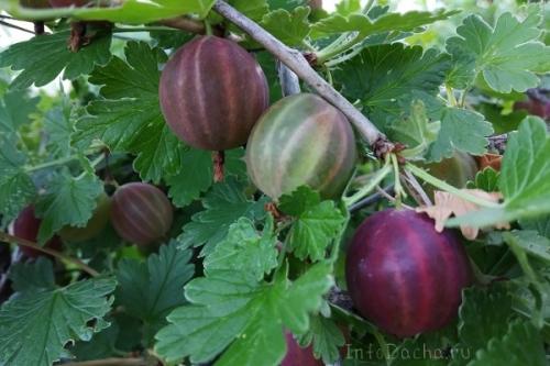 С чем сажать жимолость. Соседи жимолости на участке, рядом с чем сажать