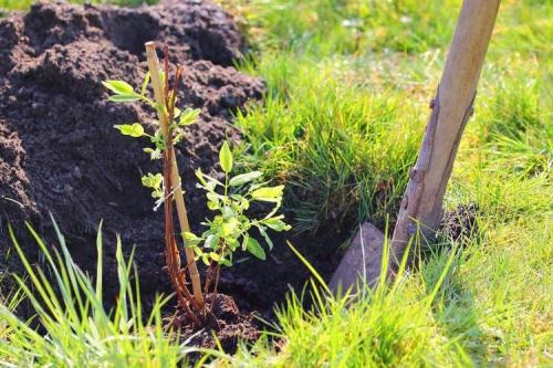 Как посадить жимолость весной. Особенности посадки саженцев жимолости весной