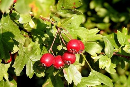 С чем сажать жимолость. Соседи жимолости на участке, рядом с чем сажать