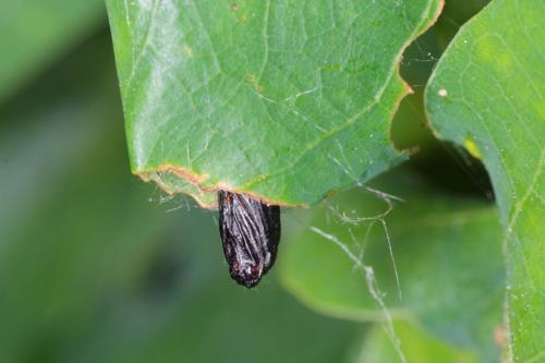 Защитите свой виноградный сад от зимы: 6 простых шагов 17