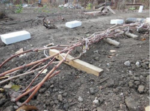 Какие растения можно использовать для создания естественного укрытия лозы молодого виноградника. Как правильно укрыть виноград на зиму: подготовка и 11 способов защиты лозы